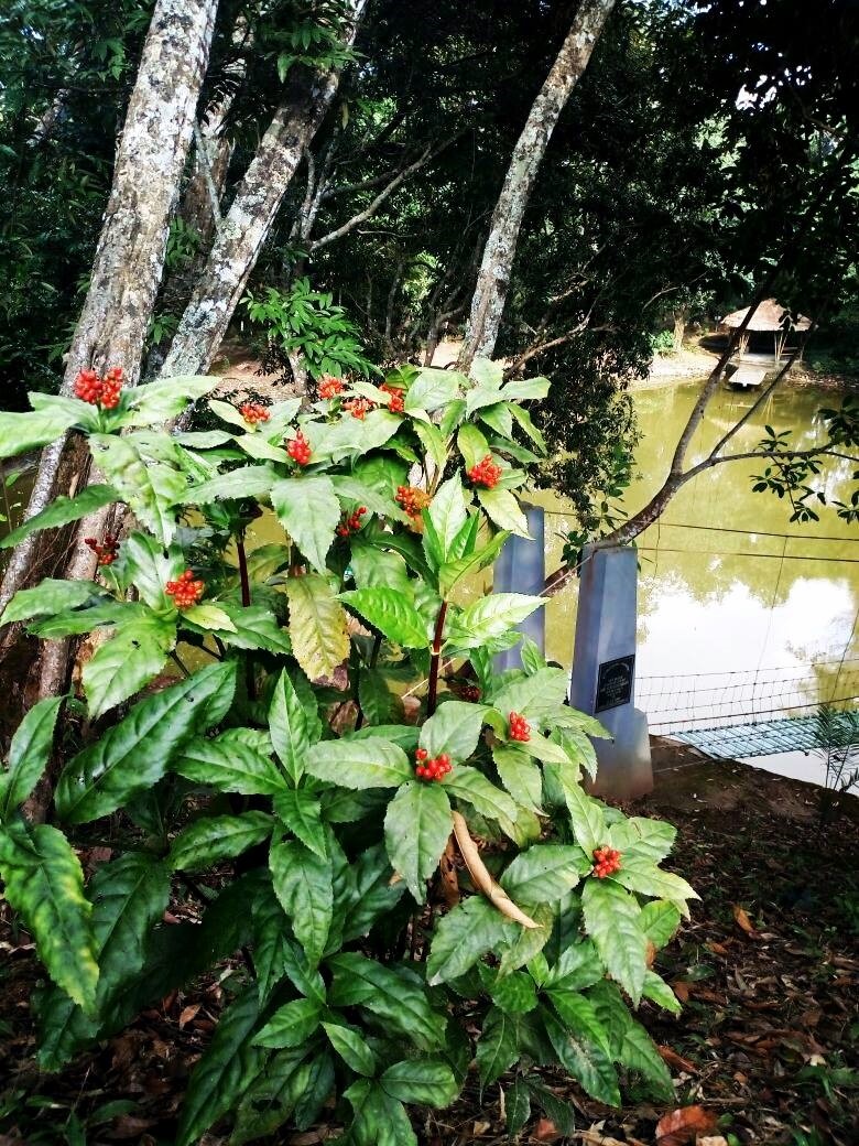 Ongjinaro at Sungkotenem Park, Mopungchuket village, located approximately 20 km from Mokokchung town.